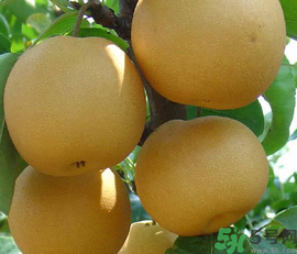 豐水梨和皇冠梨哪個好？豐水梨和皇冠梨的區(qū)別