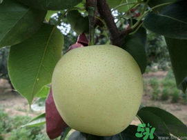 豐水梨和皇冠梨哪個好？豐水梨和皇冠梨的區(qū)別