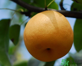 豐水梨和皇冠梨哪個好？豐水梨和皇冠梨的區(qū)別