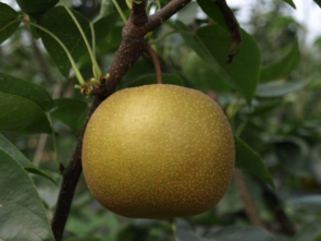 孕婦能吃豐水梨嗎？豐水梨孕婦可以吃嗎？