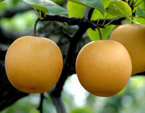 孕婦能吃豐水梨嗎？豐水梨孕婦可以吃嗎？