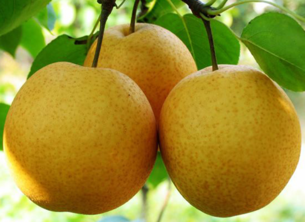 孕婦能吃豐水梨嗎？豐水梨孕婦可以吃嗎？