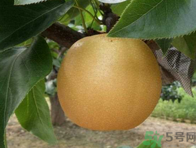 豐水梨的皮能吃嗎？吃梨子皮有什么好處？