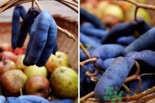 野香蕉是什么？野香蕉能吃嗎？