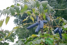 野香蕉是什么？野香蕉能吃嗎？