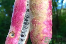 野香蕉是什么？野香蕉能吃嗎？