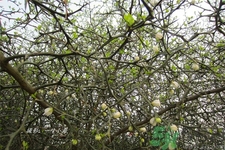 蛋樹是什么？蛋樹可以吃嗎？