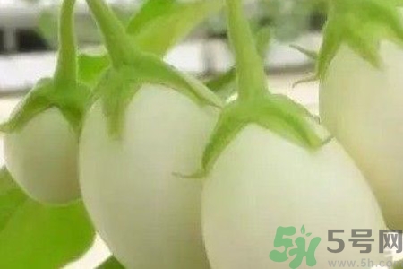 蛋樹是什么？蛋樹可以吃嗎？