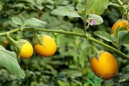 蛋樹是什么？蛋樹可以吃嗎？