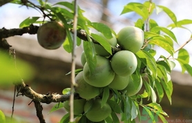 奈李的營養(yǎng)價值 奈李的功效與作用 奈李的營養(yǎng)價值 奈李的功效與作用