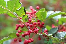 花椒可以治療打鼾嗎？花椒的好處有哪些？