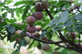 奈李的營養(yǎng)價值 奈李的功效與作用 奈李的營養(yǎng)價值 奈李的功效與作用