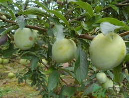 奈李的營養(yǎng)價值 奈李的功效與作用 奈李的營養(yǎng)價值 奈李的功效與作用