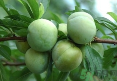 奈李的營養(yǎng)價值 奈李的功效與作用 奈李的營養(yǎng)價值 奈李的功效與作用