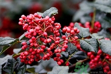 花椒可以治療打鼾嗎？花椒的好處有哪些？