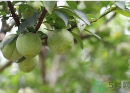 奈李的營養(yǎng)價值 奈李的功效與作用 奈李的營養(yǎng)價值 奈李的功效與作用