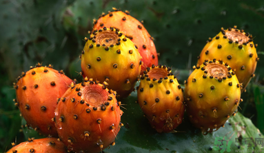 孕婦可以吃仙人掌果嗎？仙人掌果孕婦可以吃嗎？