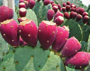 孕婦可以吃仙人掌果嗎？仙人掌果孕婦可以吃嗎？