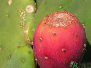 孕婦可以吃仙人掌果嗎？仙人掌果孕婦可以吃嗎？