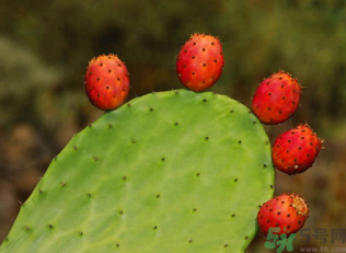 孕婦可以吃仙人掌果嗎？仙人掌果孕婦可以吃嗎？