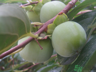 青柿子怎么去澀？青柿子為什么會澀？