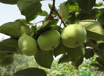 青柿子怎么去澀？青柿子為什么會澀？