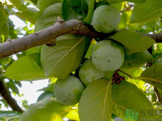 青柿子怎么去澀？青柿子為什么會澀？