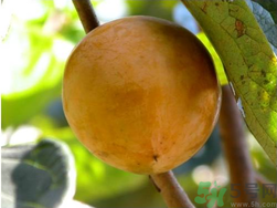 青柿子怎么泡？青柿子怎么泡好吃？