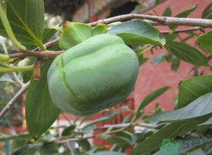 青柿子怎么泡？青柿子怎么泡好吃？