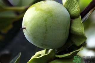 青柿子泡酒有什么作用？青柿子泡酒的功效