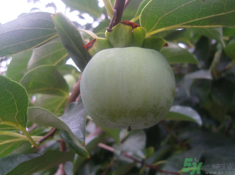 青柿子泡酒有什么作用？青柿子泡酒的功效