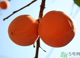 孕婦可以吃懶柿子嗎？懶柿子孕婦可以吃嗎？