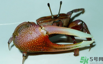 海蟹怎么保存？活海蟹怎么保存？