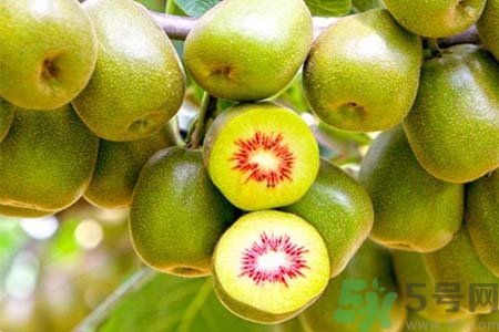 吃獼猴桃有什么好處？如何選購獼猴桃？