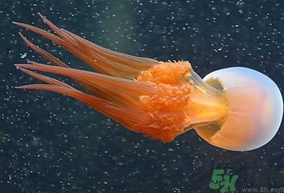 海蜇是發(fā)物嗎？手術(shù)后可以吃海蜇嗎？