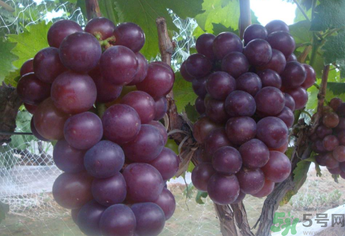 拉肚子能吃葡萄嗎？拉肚子吃什么食物好？