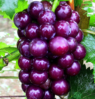 拉肚子能吃葡萄嗎？拉肚子吃什么食物好？