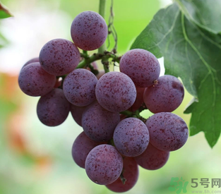 拉肚子能吃葡萄嗎？拉肚子吃什么食物好？