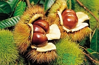 空腹能吃生板栗嗎？生吃板栗有什么好處？