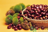 秋天吃板栗好嗎？秋天吃板栗有什么好處？