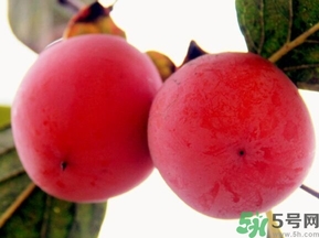 吃野柿子有什么好處？野柿子有什么藥用價(jià)值？