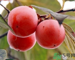 吃野柿子有什么好處？野柿子有什么藥用價(jià)值？