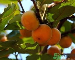 吃野柿子有什么好處？野柿子有什么藥用價(jià)值？