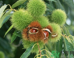 ?吃板栗會(huì)胖嗎？?吃板栗會(huì)不會(huì)發(fā)胖？