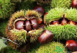 晚上吃板栗會胖嗎？晚上吃板栗好嗎？