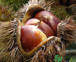 晚上吃板栗會胖嗎？晚上吃板栗好嗎？