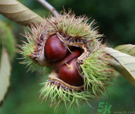 吃板栗會(huì)便秘嗎？板栗吃多了會(huì)便秘嗎？