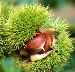 吃板栗會(huì)便秘嗎？板栗吃多了會(huì)便秘嗎？