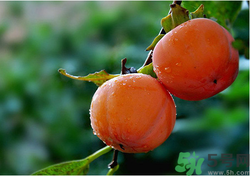 空腹能吃柿子嗎？空腹能吃柿子的危害