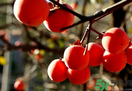 空腹能吃柿子嗎？空腹能吃柿子的危害